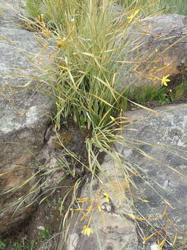 Image of Bobartia paniculata G. J. Lewis