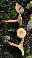 Image of Birch Milkcap