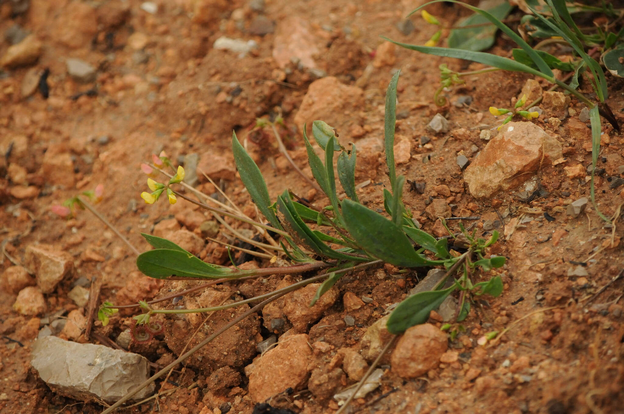 Plancia ëd Scorpiurus muricatus L.