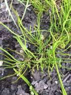 Image of Pillwort