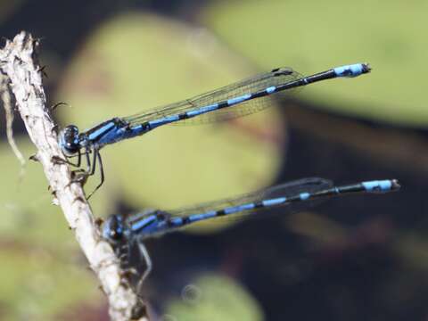 Image of Sandhill Bluet