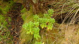 Image of Veronica benthamii Hook. fil.