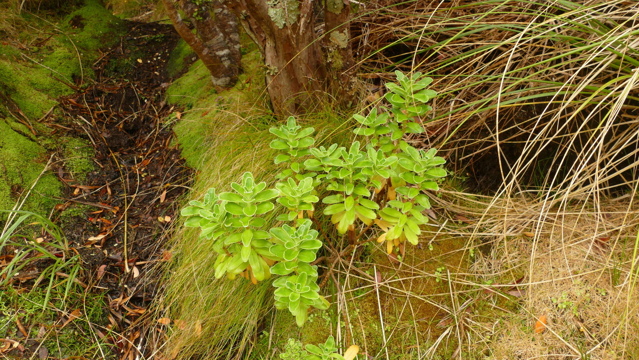 Image of Veronica benthamii Hook. fil.