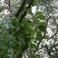 Image de Jatropha sympetala S. F. Blake & Standl.