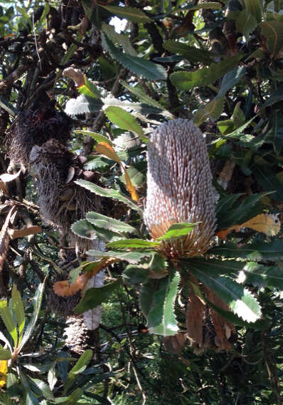 Imagem de Banksia serrata L. fil.