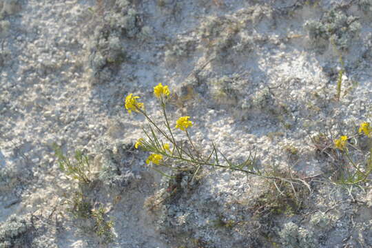 Image of Erysimum ucranicum J. Gay