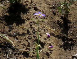 Image of Heliophila trifurca Burch. ex DC.