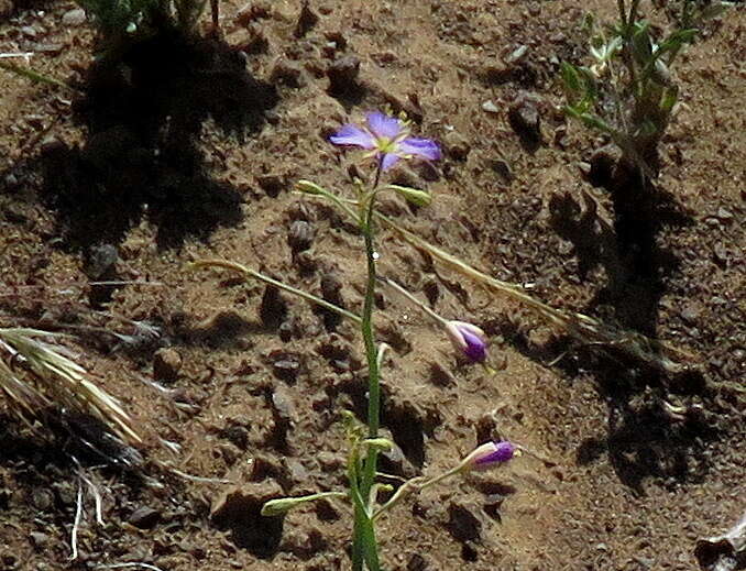 Image de Heliophila trifurca Burch. ex DC.