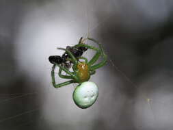 Image of Aoaraneus pentagrammicus