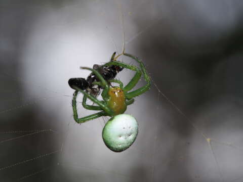 Image of Aoaraneus pentagrammicus