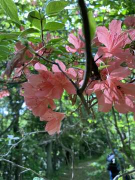 Image of Rhododendron kaempferi Planch.