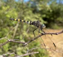 Image of Southern Riverking