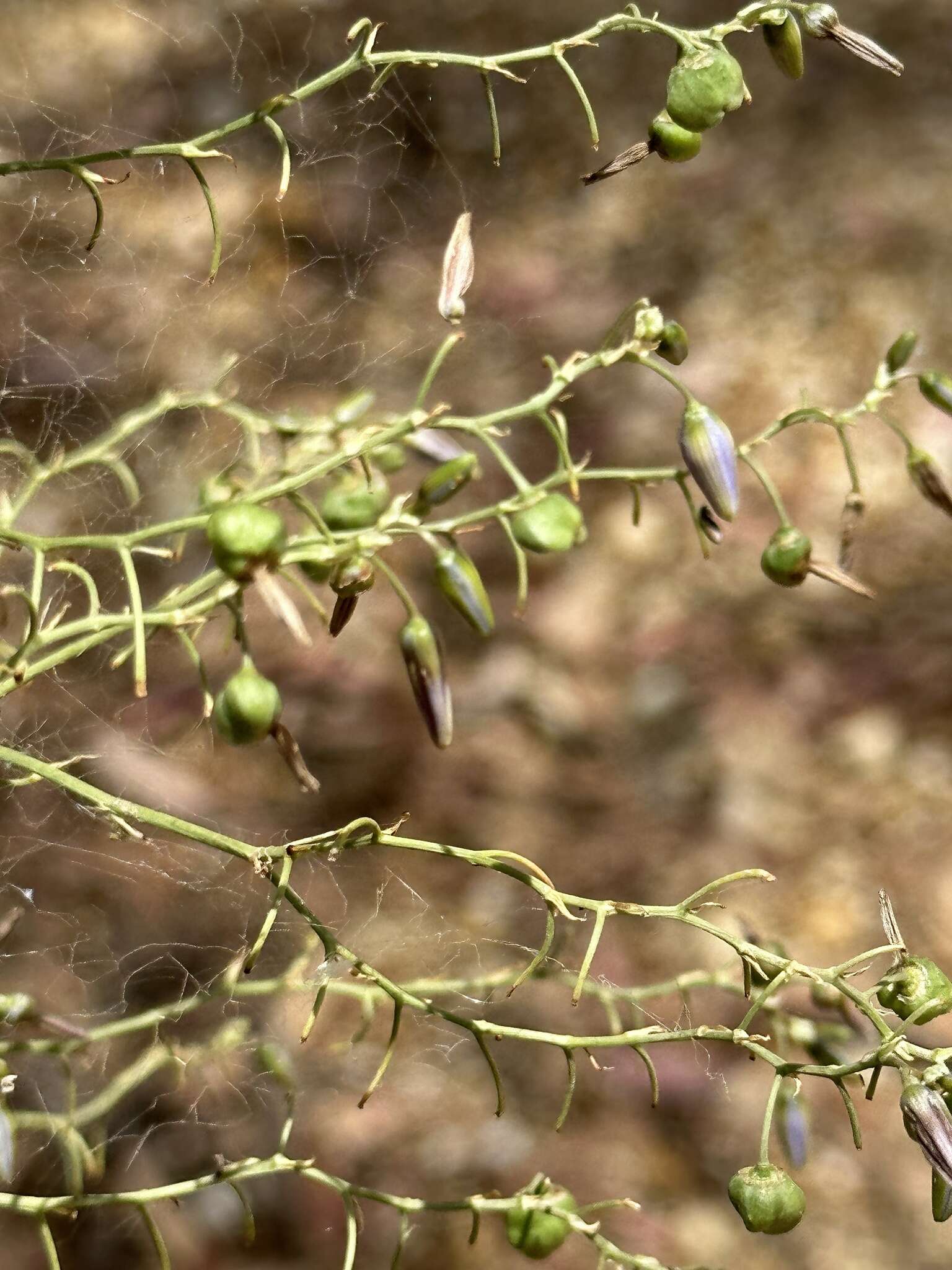 Слика од Dianella tarda Horsfall & G. W. Carr