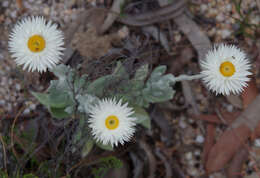 Image of Coronidium newcastlianum (Domin) Paul G. Wilson