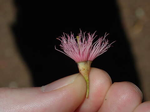 Imagem de Eucalyptus sideroxylon A. Cunn. ex Woolls