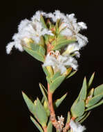 Image of Leucopogon oliganthus E. Pritz.