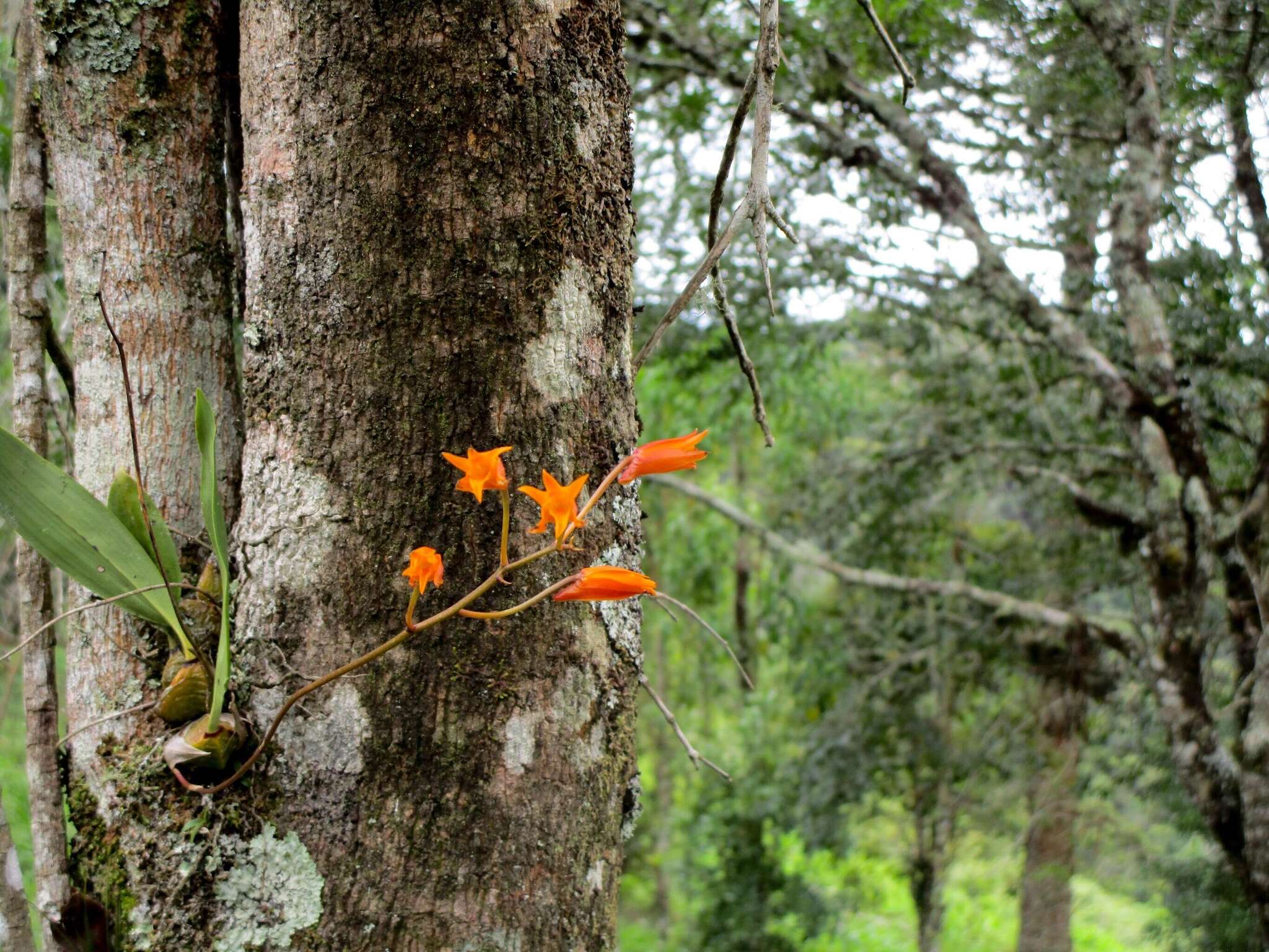 Image de Bifrenaria aureofulva Lindl.