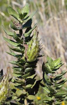 Image of Mountain milkbush