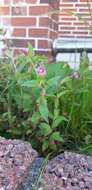 Imagem de Epilobium brevifolium subsp. trichoneurum (Hausskn.) Raven