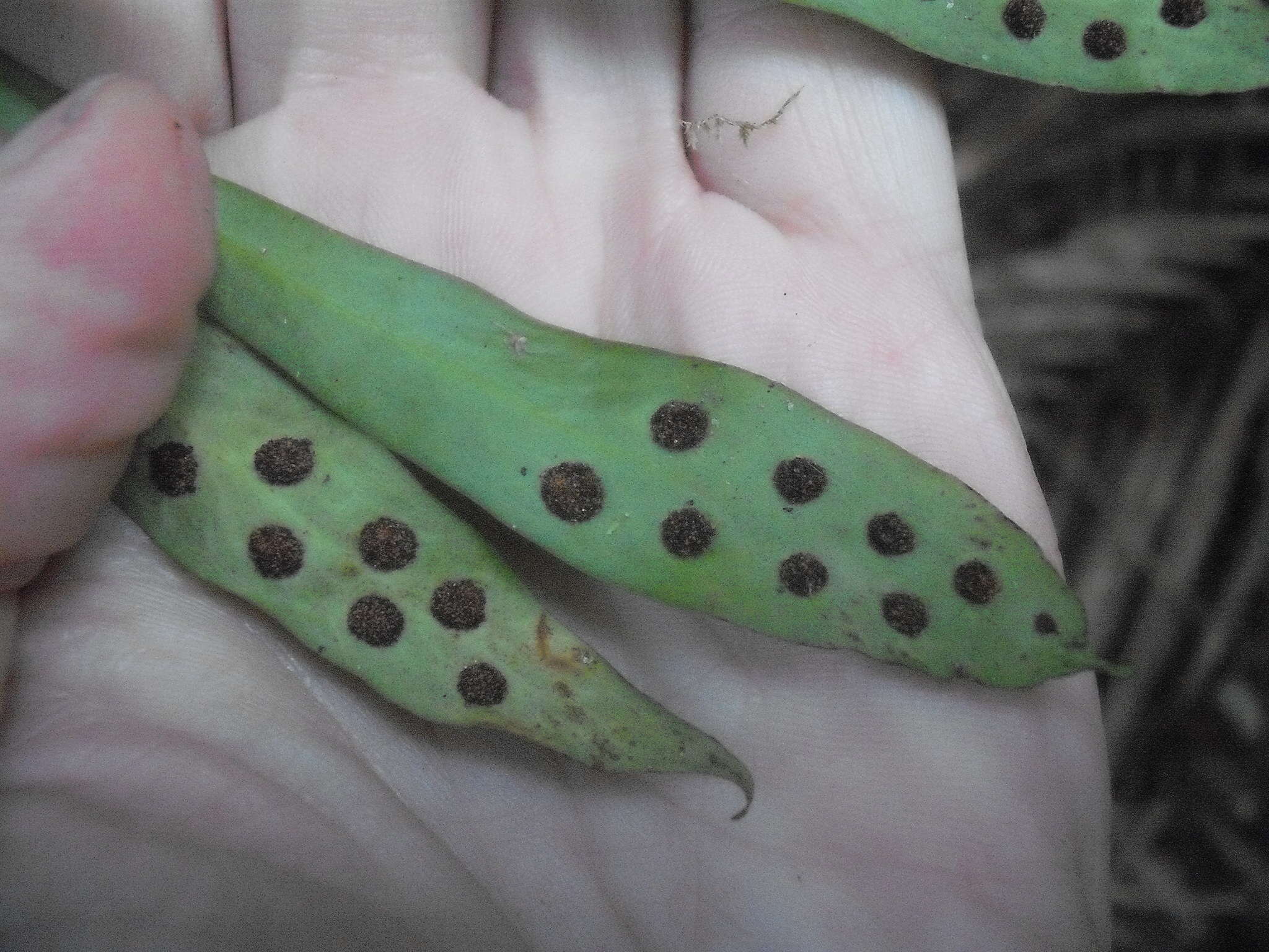 Plancia ëd Loxogramme dictyopteris (Mett.) Copel.