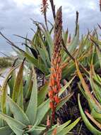 Слика од Aloe succotrina Weston