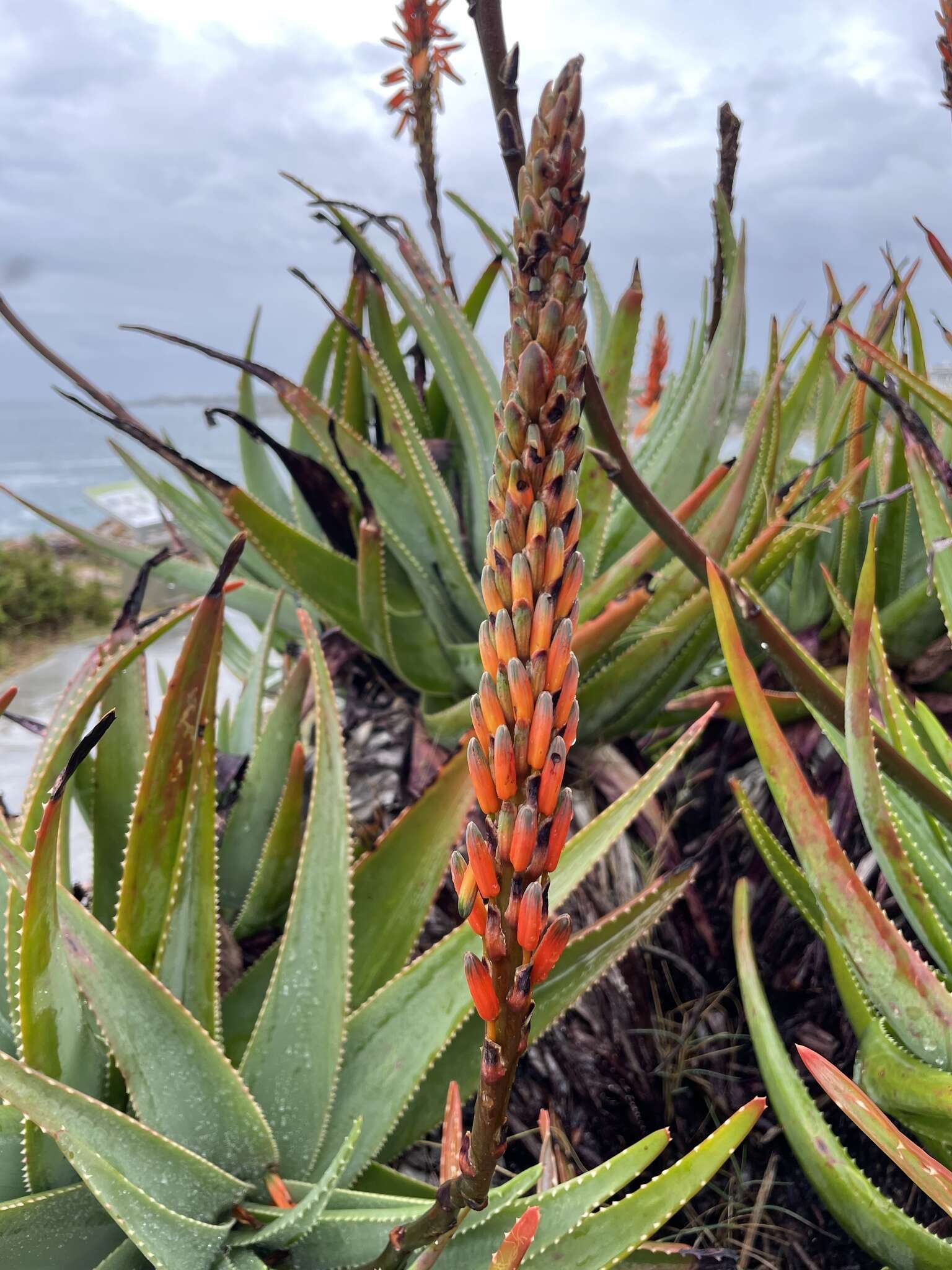 صورة Aloe succotrina Weston