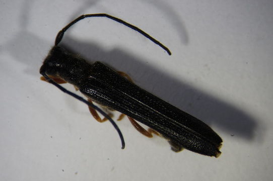 Image of <i>Oberea linearis</i> (Linné 1761)