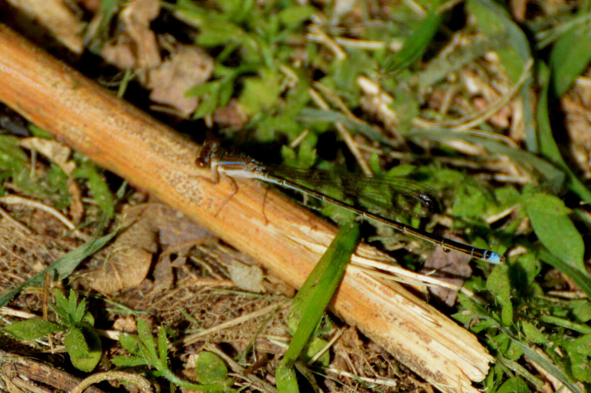 Image of Argentagrion ambiguum (Ris 1904)