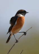 Image of African Stonechat