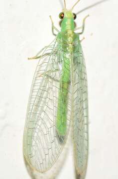 صورة Chrysopa viridana Schneider 1845