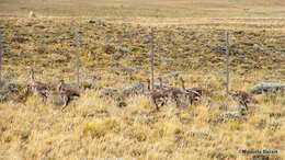 Image of Lesser Rhea