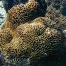 Image of Brain coral