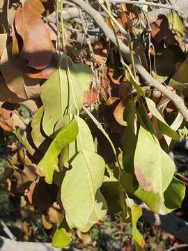 Слика од Pterocarpus rotundifolius (Sond.) Druce