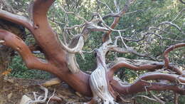 Image of pinkbracted manzanita