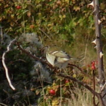 Image of Yellow-browed Warbler