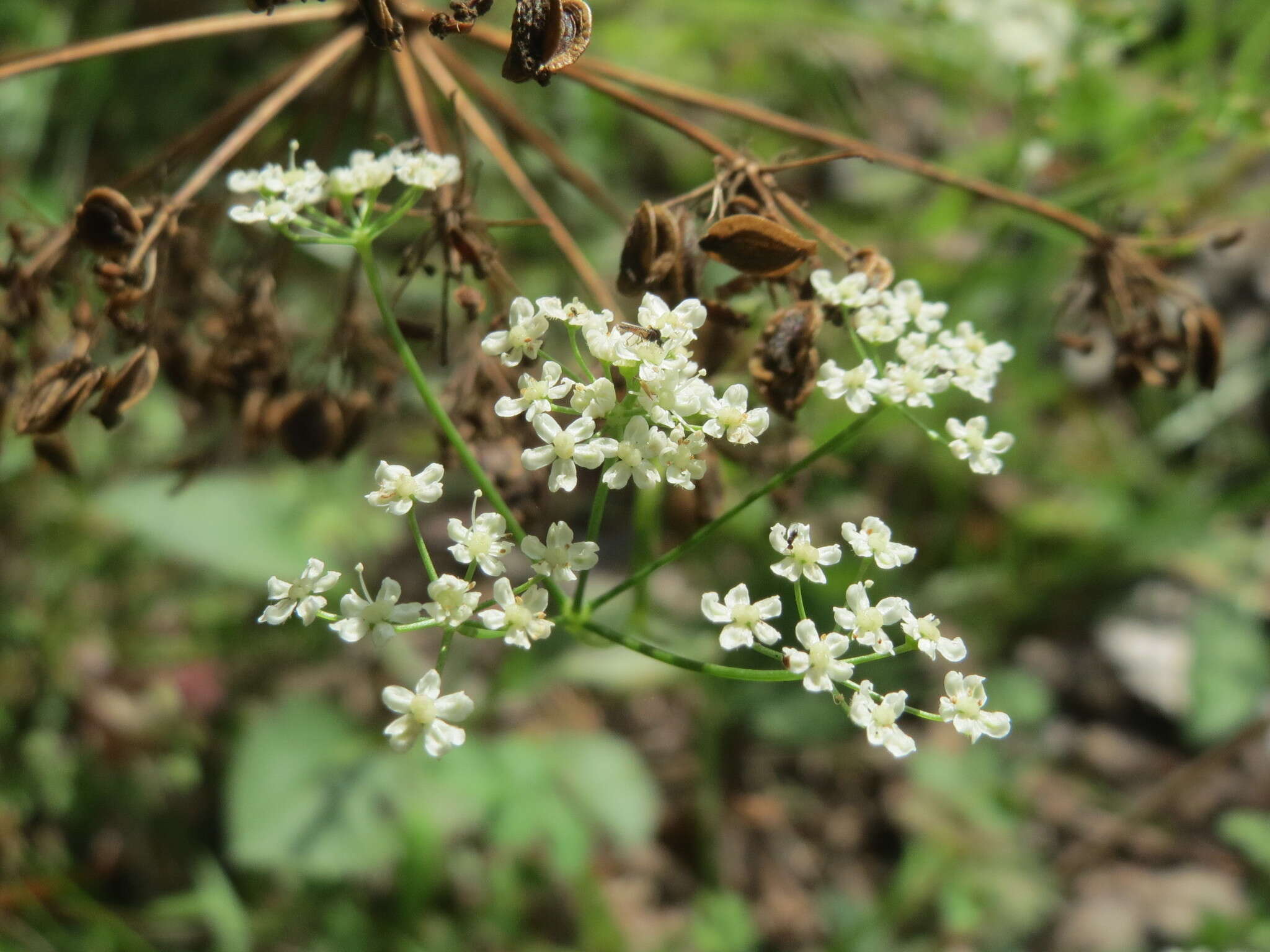 Imagem de Oreoselinum