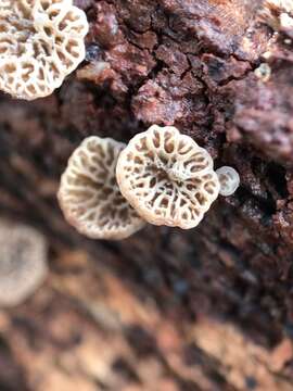 Слика од Resupinatus merulioides Redhead & Nagas. 1987