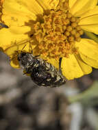 Image de Acmaeodera vernalis Barr 1972