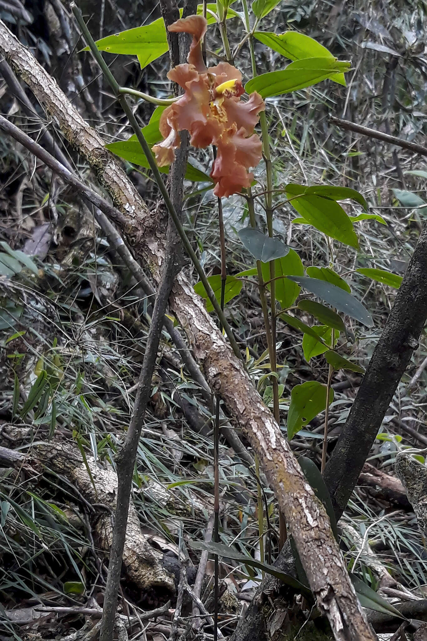 Image of Oncidium praetextum