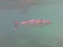 Image of Blue tail mullet