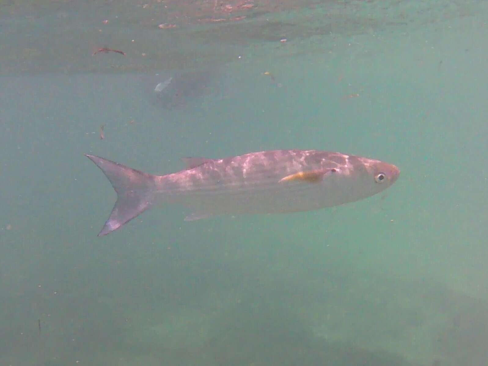 Image of Blue tail mullet