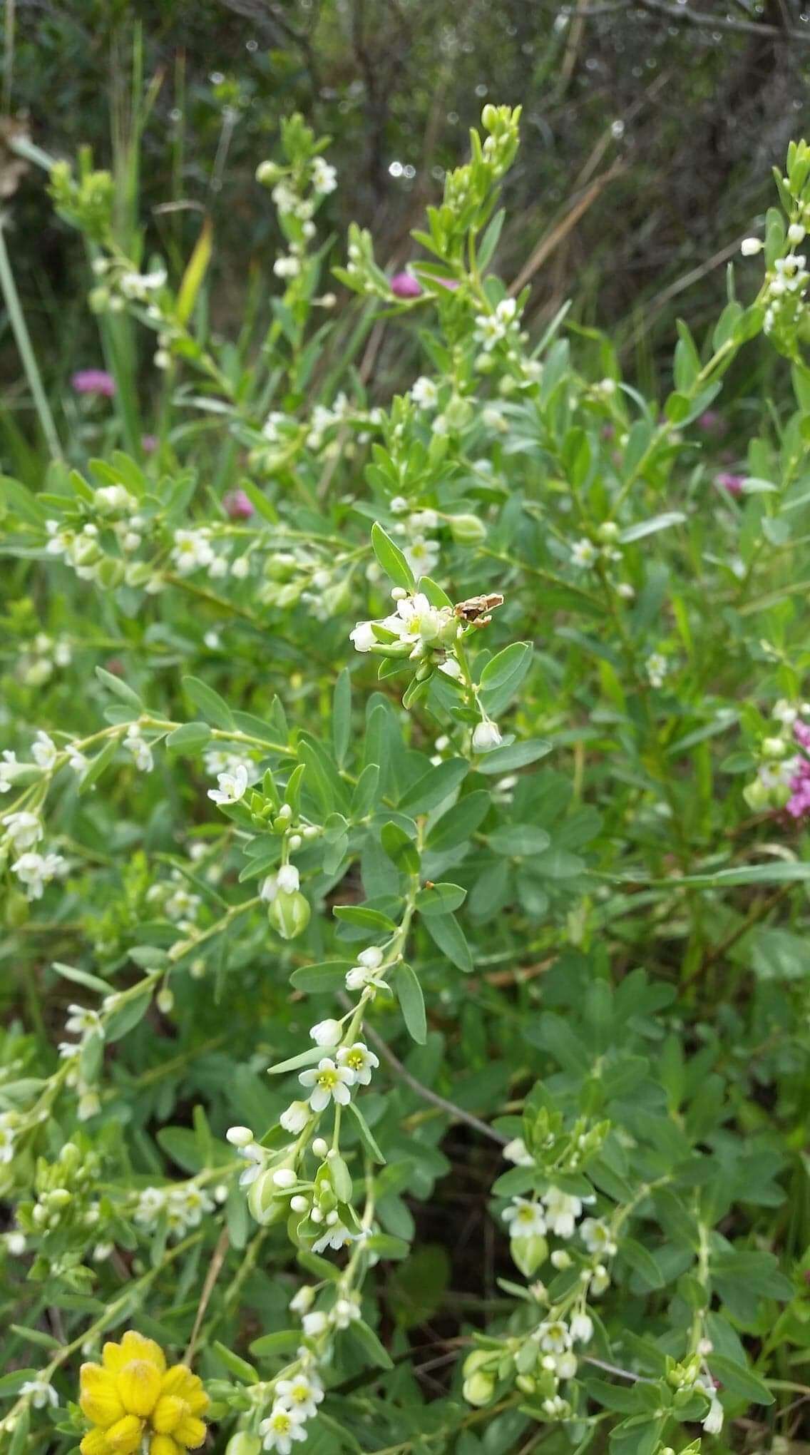 Image of False Boronia