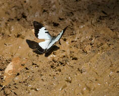 Sivun Graphium endochus (Boisduval 1836) kuva