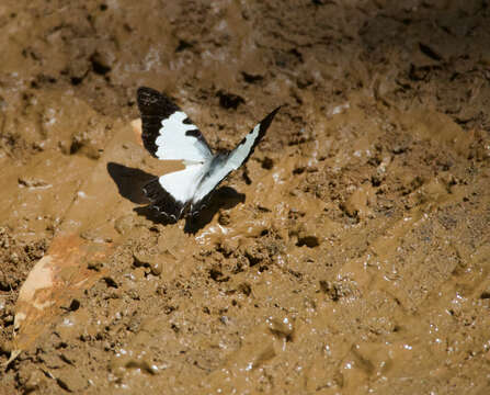 Image of Graphium endochus (Boisduval 1836)