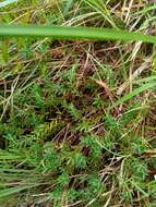 Image of Leucopogon javanicus (Zoll. & Mor.) De Vriese