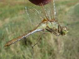 Image of Saffron-winged Meadowhawk