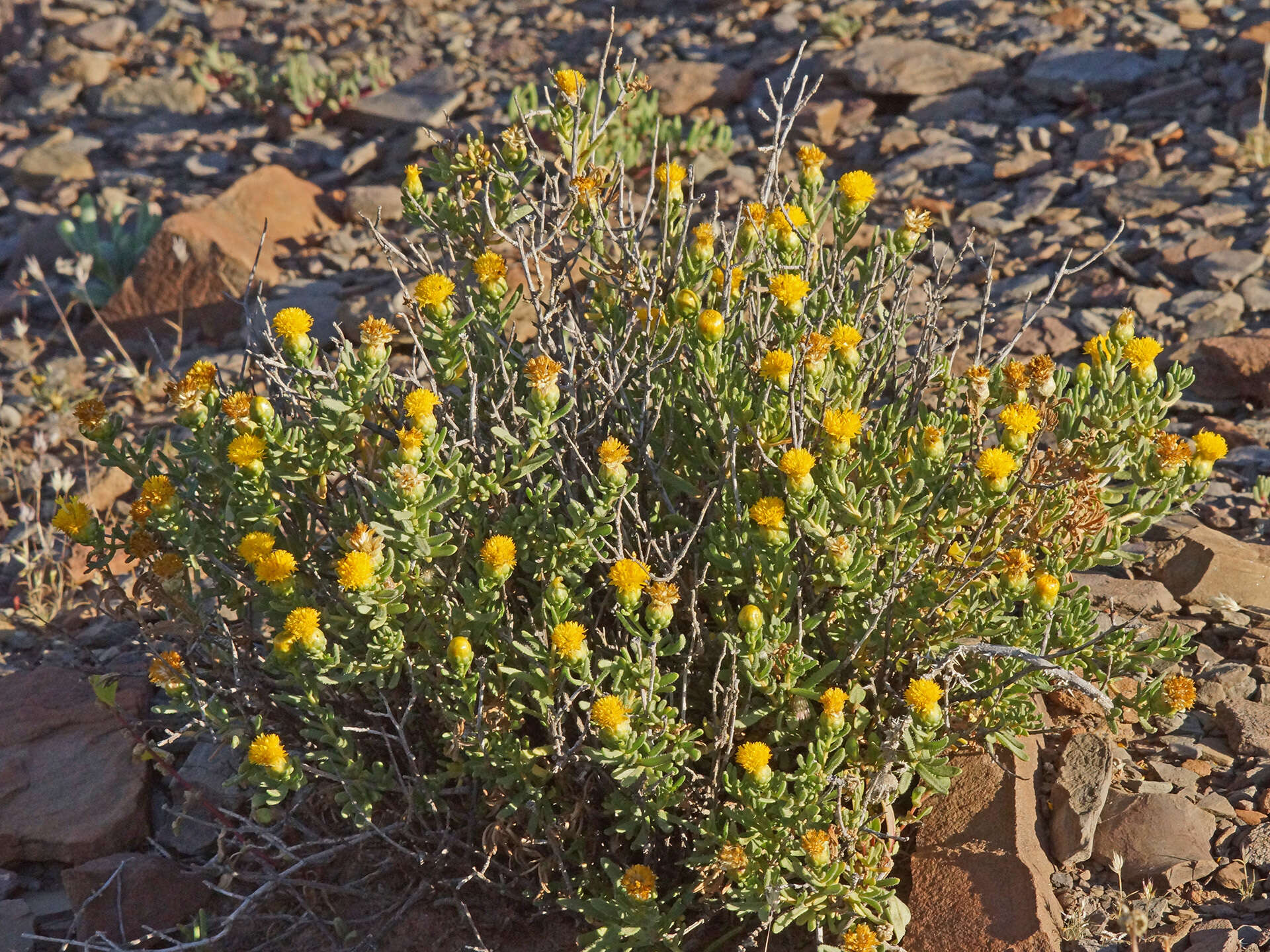 Image of Pteronia villosa L. fil.