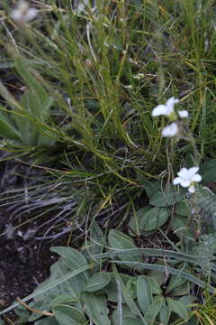 Image of Eremogone lychnidea (M. Bieb.) Rupr.