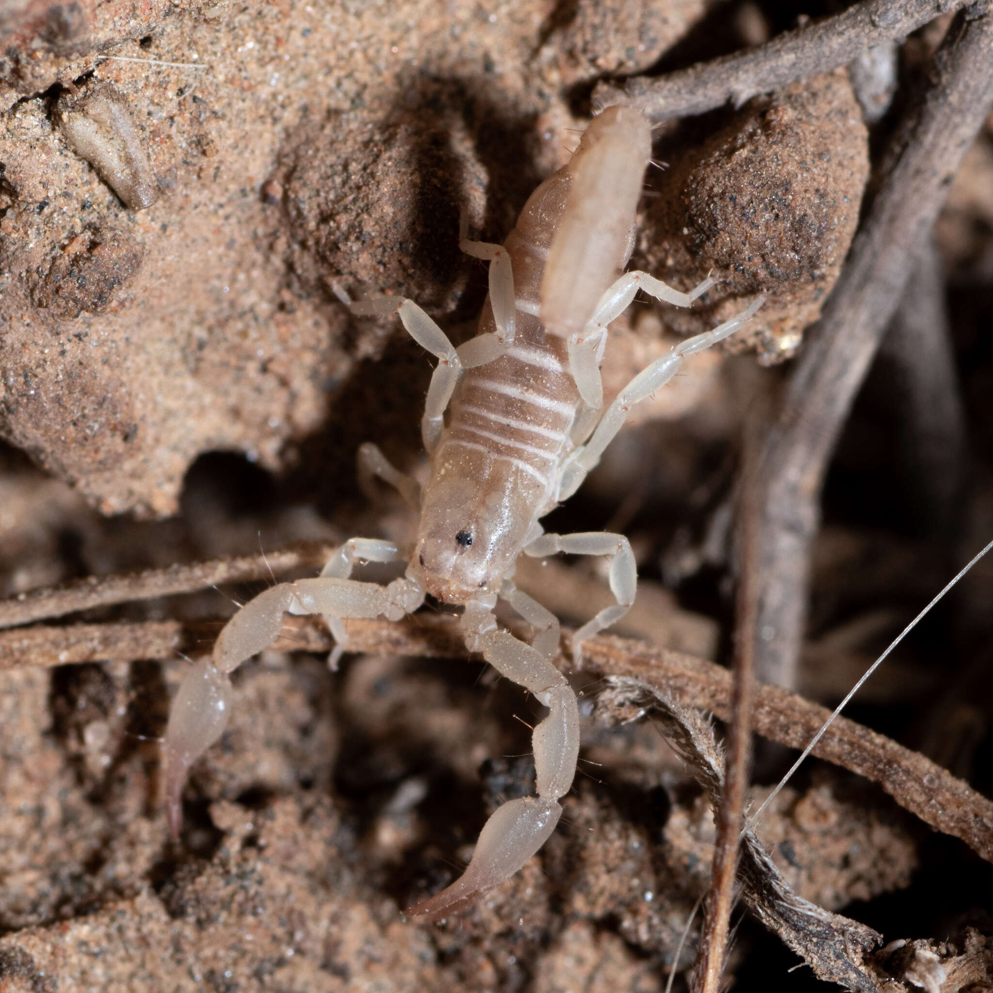 Image of <i>Catalinia castanea</i>