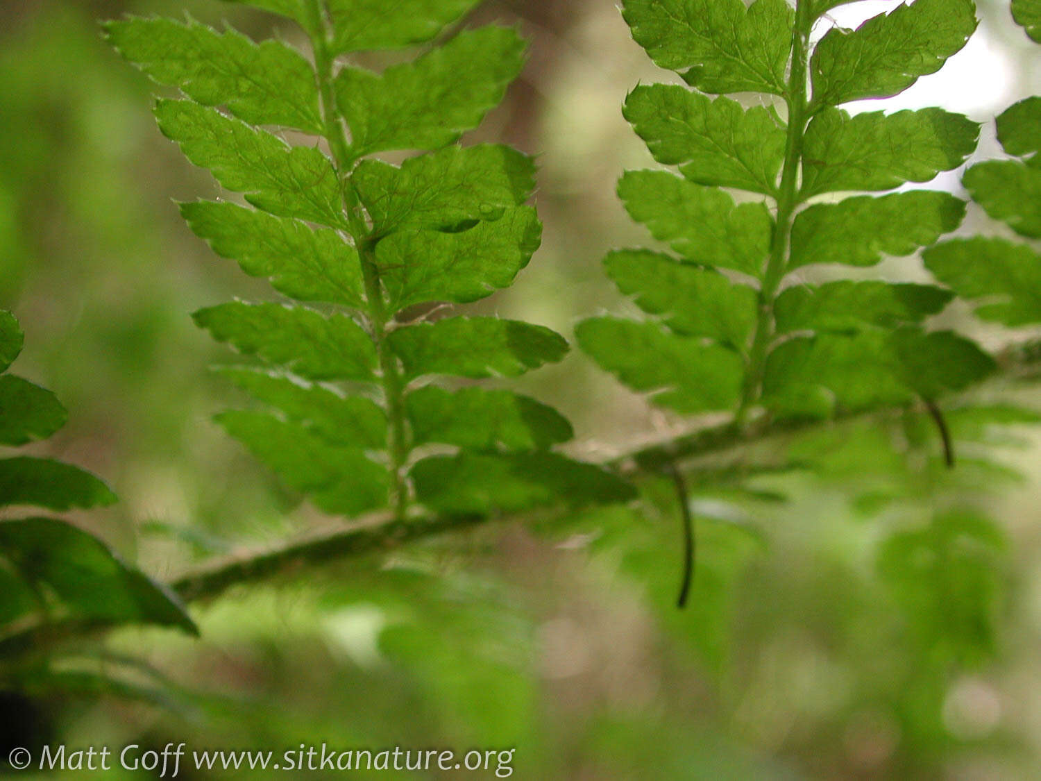 Image of Braun's hollyfern